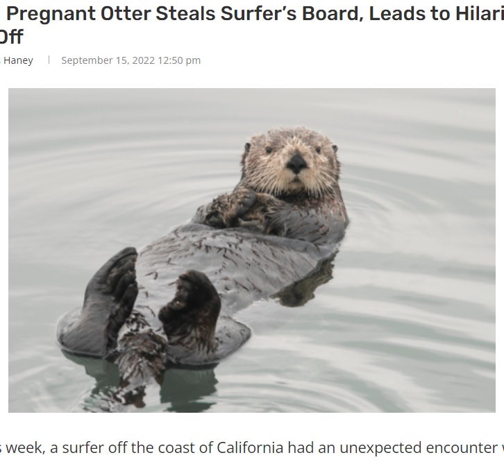 ラッコも波に乗って遊びたかった？（画像は『Outsider　2022年9月15日付「WATCH: Pregnant Otter Steals Surfer’s Board, Leads to Hilarious Stand-Off」』のスクリーンショット）