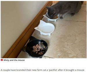 獲物であるはずのネズミと並んでご飯を食べる猫（画像は『WalesOnline　2022年8月27日付「Couple’s new farm cat turns ‘pacifist’ and has mouse for dinner as guest」』のスクリーンショット）