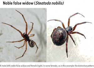 帰化クモのオス（左）とメス（右）（画像は『Natural History Museum　「False widow spiders」』のスクリーンショット）