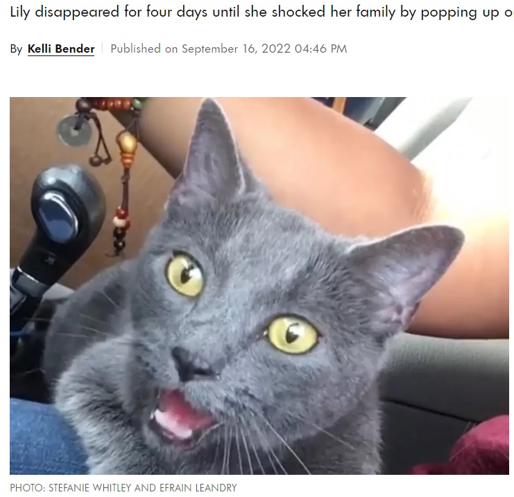 新しい土地で迷子になってしまった猫（画像は『People.com　2022年9月16日付「Missing Cat Reunites with Family After Using Home Doorbell Camera and Calling Out for ‘Mom’」（PHOTO: STEFANIE WHITLEY AND EFRAIN LEANDRY）』のスクリーンショット）