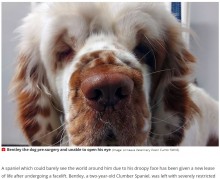 【海外発！Breaking News】皮膚がたるみ目が開かなくなった犬、フェイスリフト手術でまん丸な瞳を取り戻す（英）