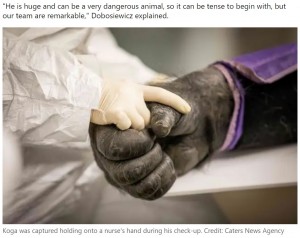 看護師の指をこっそり握りしめていたコーガ（画像は『LADbible　2022年9月21日付「Gorilla clutches nurse’s hand as he undergoes health check」（Credit: Caters News Agency）』のスクリーンショット）