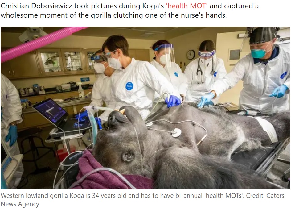 医療スタッフに囲まれて検査を受けるゴリラ（画像は『LADbible　2022年9月21日付「Gorilla clutches nurse’s hand as he undergoes health check」（Credit: Caters News Agency）』のスクリーンショット）