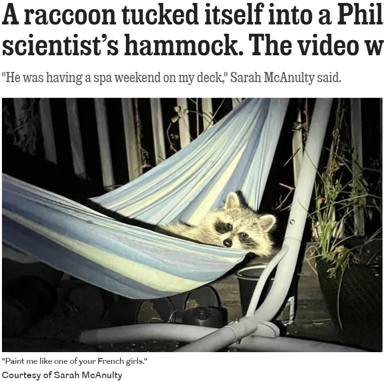 撮影されても平然としていたアライグマ（画像は『The Philadelphia Inquirer　2022年9月13日付「A raccoon tucked itself into a Philly squid scientist’s hammock. The video went viral.」（Courtesy of Sarah McAnulty）』のスクリーンショット）