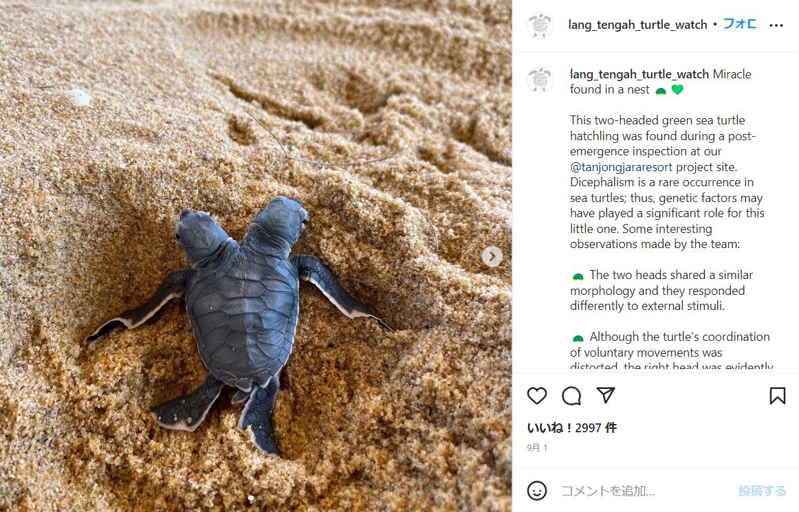 1つの甲羅と4本の足をシェアする双頭のカメ（画像は『Lang Tengah Turtle Watch　2022年9月1日付Instagram「Miracle found in a nest」』のスクリーンショット）