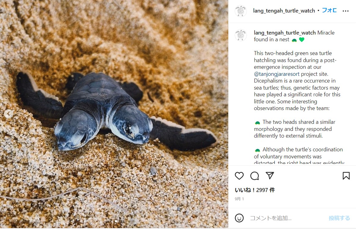 2つの頭を持ったアオウミガメ（画像は『Lang Tengah Turtle Watch　2022年9月1日付Instagram「Miracle found in a nest」』のスクリーンショット）
