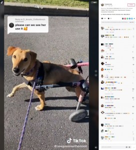 ハーネスと犬用車椅子で散歩するローズ（画像は『Rose　2022年9月13日付TikTok「Replying to ＠D_Amaris_Colllections」』のスクリーンショット）