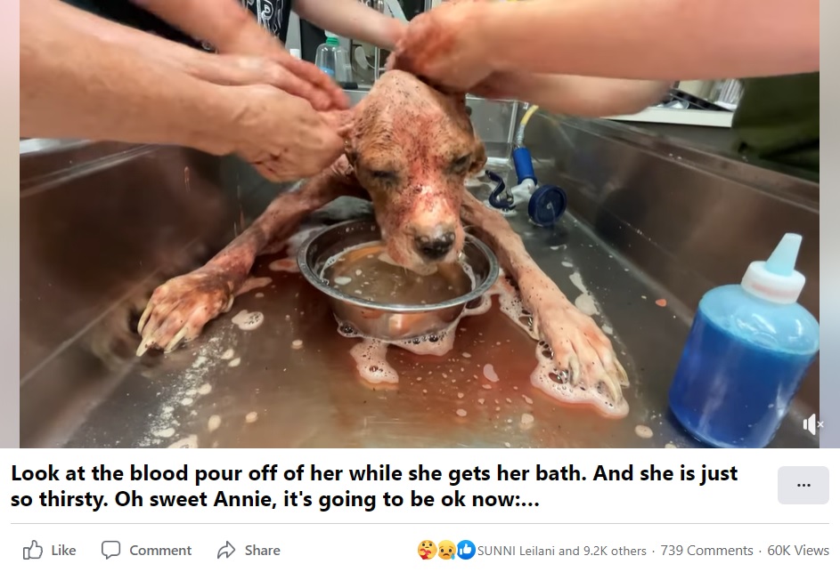 体を洗うと赤い血が流れ出したアニー（画像は『Stray Rescue of St. Louis　2022年7月22日付Facebook「Look at the blood pour off of her while she gets her bath.」』のスクリーンショット）