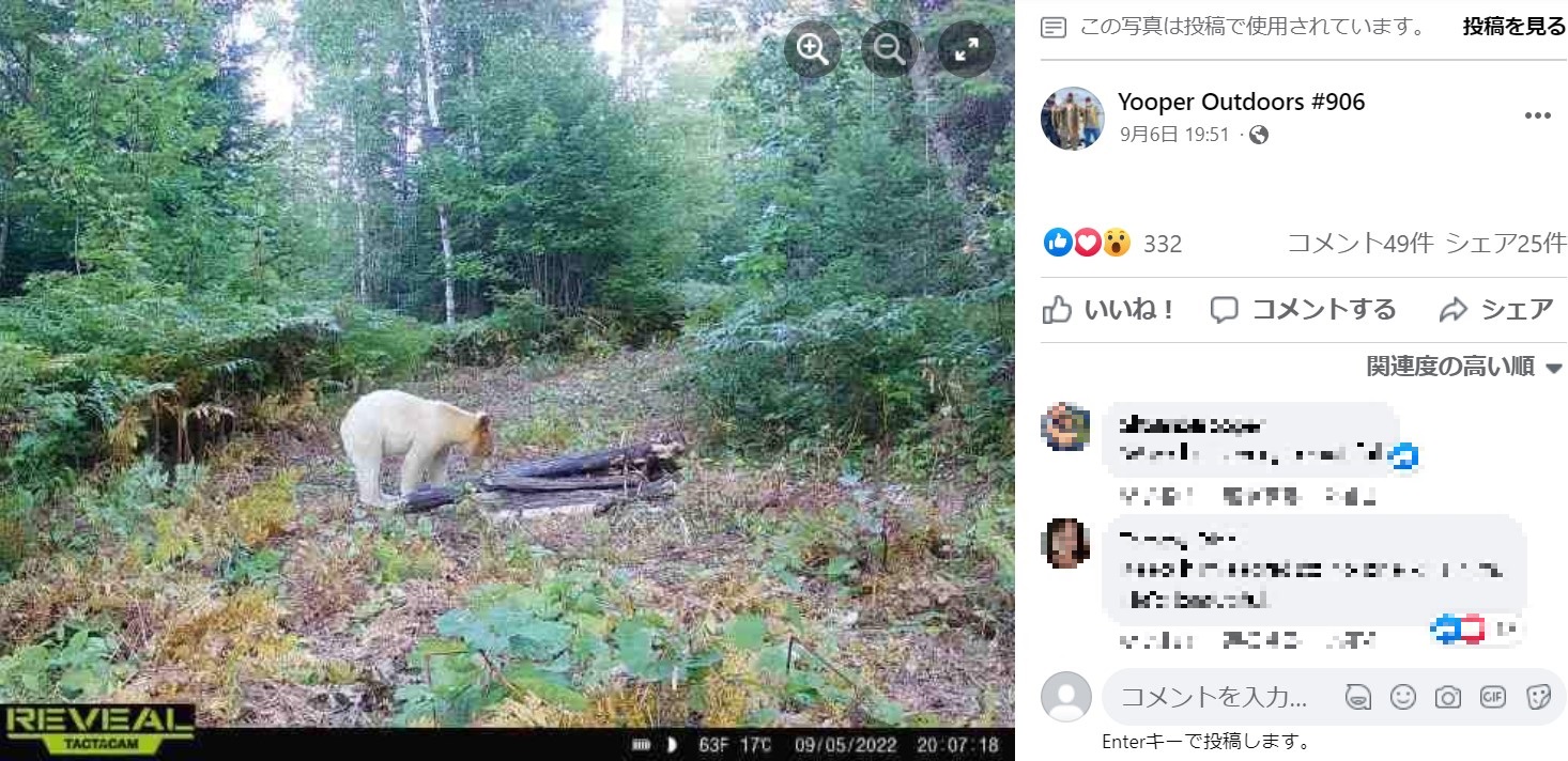 アメリカの森に現れた珍しい白いクマ（画像は『Yooper Outdoors ＃906　2022年9月6日付Facebook「Happy Bear Eve!!」』のスクリーンショット）