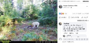 この白いクマは一般的にカナダ西部に生息している（画像は『Yooper Outdoors ＃906　2022年9月6日付Facebook「Happy Bear Eve!!」』のスクリーンショット）