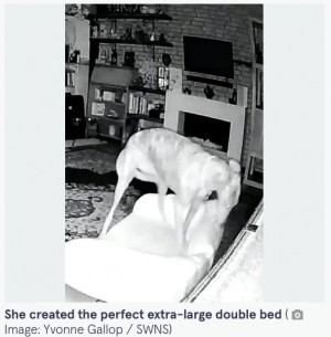 【海外発！Breaking News】2つのペット用ベッドを組み合わせ、自ら“快適な寝床”を作って眠る犬（英）＜動画あり＞