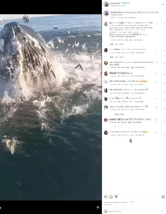 小魚と一緒にジャンプするザトウクジラ（画像は『Zach Piller　2022年10月13日付Instagram「Epic whale footage.」』のスクリーンショット）
