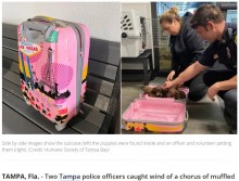 【海外発！Breaking News】放置されたスーツケースの中から子犬6匹を発見「なぜこんな残酷なことを」怒りの声（米）