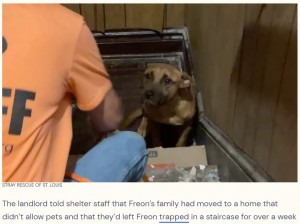 【海外発！Breaking News】引っ越しで置き去りにされた犬、空き家で飼い主を待ち続け2週間後に保護（米）＜動画あり＞