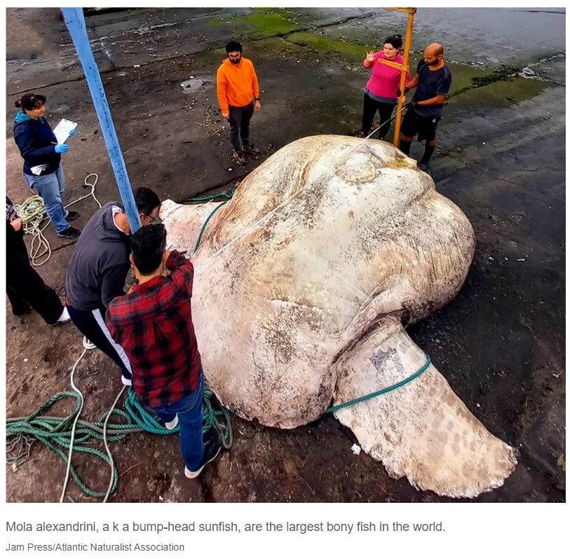 周囲の人が小さく見えるほど巨大なマンボウ（画像は『New York Post　2022年10月17日付「Holy Mola: 3-ton ‘Hummer-sized’ sunfish sets record for biggest fish ever」（Jam Press/Atlantic Naturalist Association）』のスクリーンショット）