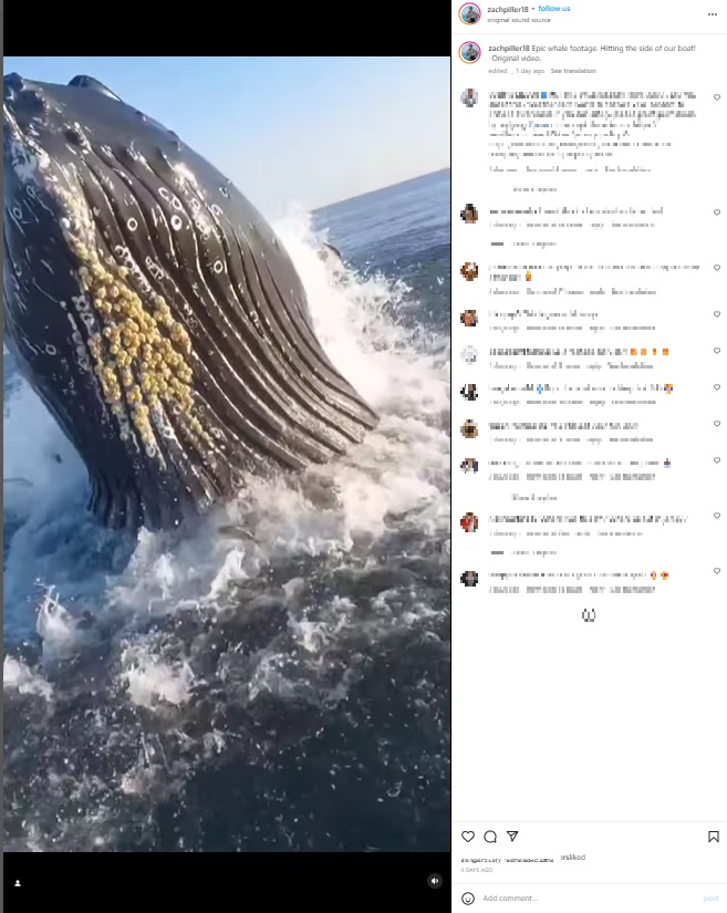 ボートの目の前でジャンプ！（画像は『Zach Piller　2022年10月13日付Instagram「Epic whale footage.」』のスクリーンショット）