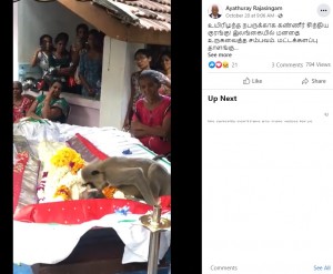 ピータンバラムさんにキスするサル（画像は『Ayathuray Rajasingam　2022年10月20日付Facebook「உயிரிழந்த நபருக்காக கண்ணீர் சிந்திய குரங்கு!」』のスクリーンショット）
