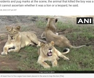 【海外発！Breaking News】家族の目の前でライオンに連れ去られた3歳児、遺体の一部が発見される（印）