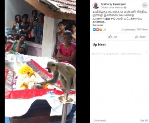 サルの行動を見守る家族や親戚たち（画像は『Ayathuray Rajasingam　2022年10月20日付Facebook「உயிரிழந்த நபருக்காக கண்ணீர் சிந்திய குரங்கு!」』のスクリーンショット）