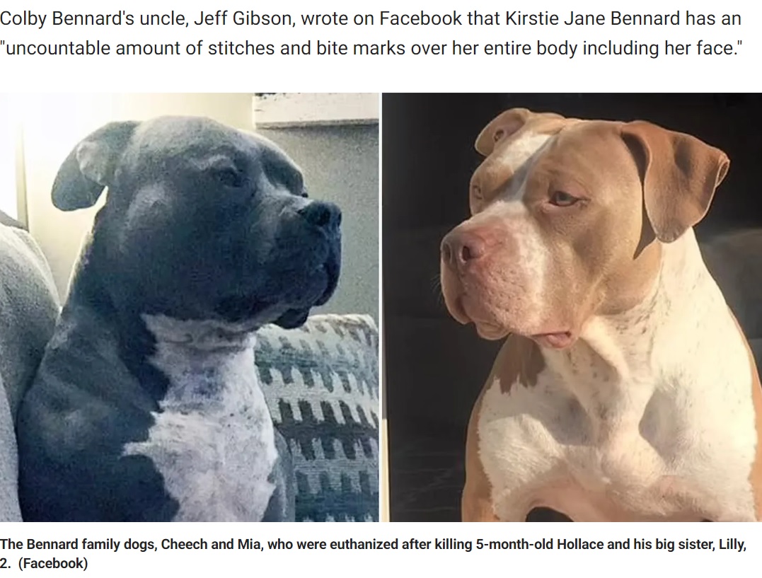 安楽死されたピットブル（画像は『Fox News　2022年10月7日付「Dogs that fatally mauled Tennessee toddlers, injured mom were never violent, friend says」（Facebook）』のスクリーンショット）