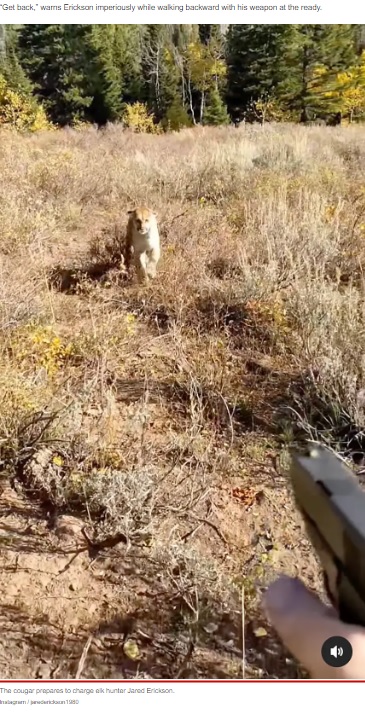 ハンターに迫るピューマ（画像は『New York Post　2022年10月13日付「Frightening footage shows moment quick-thinking hunter fires pistol at pouncing cougar」』のスクリーンショット）