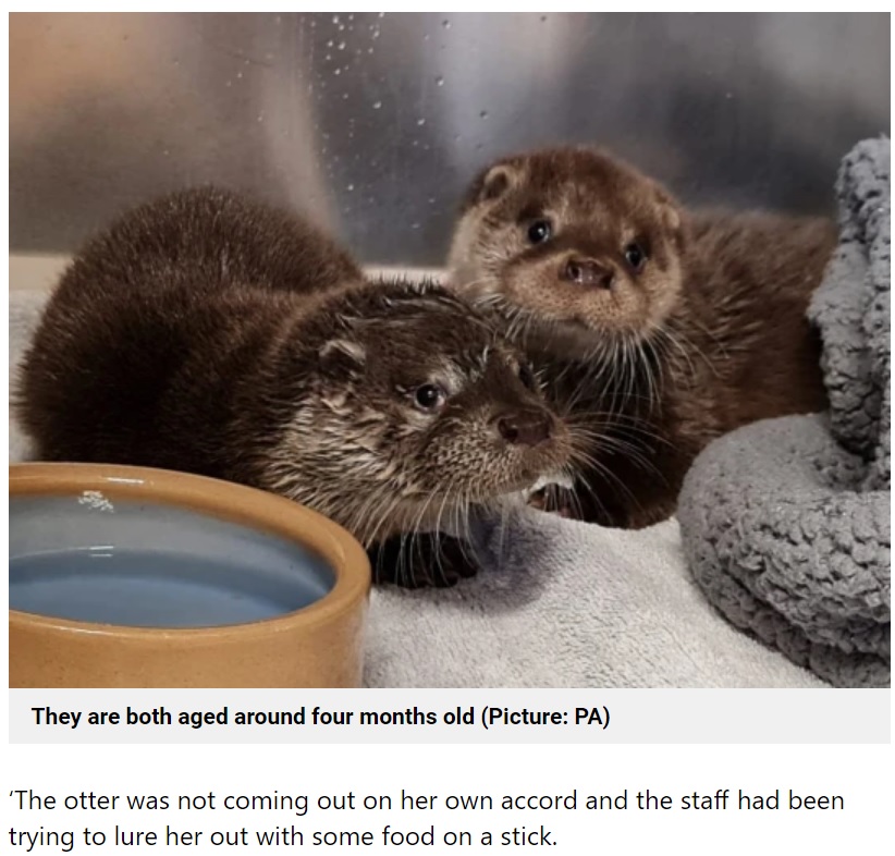 前日に保護された月齢の近いカワウソと一緒に（画像は『Metro　2022年10月18日付「Adorable baby otter rescued after getting stuck in Tesco delivery van enginessss」（Picture: PA）』のスクリーンショット）