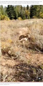 発砲され逃げるピューマ（画像は『New York Post　2022年10月13日付「Frightening footage shows moment quick-thinking hunter fires pistol at pouncing cougar」（Instagram / jarederickson1980）』のスクリーンショット）
