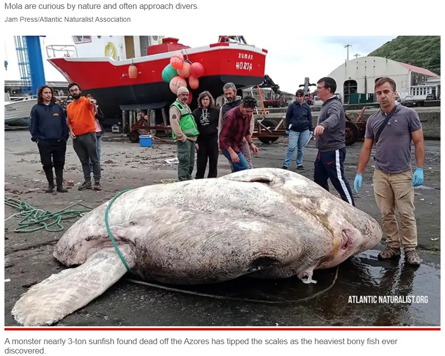 発見時には既に絶命していた（画像は『New York Post　2022年10月17日付「Holy Mola: 3-ton ‘Hummer-sized’ sunfish sets record for biggest fish ever」（Jam Press/Atlantic Naturalist Association）』のスクリーンショット）