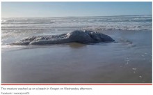 【海外発！Breaking News】浜辺に打ち上がった白い毛のような物で覆われた謎の物体　クジラの死骸の一部か（米）＜動画あり＞
