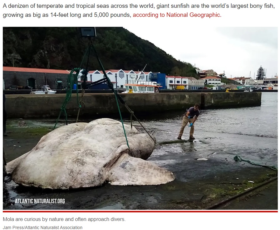 海面に漂っているところを発見され港に引き上げられた（画像は『New York Post　2022年10月17日付「Holy Mola: 3-ton ‘Hummer-sized’ sunfish sets record for biggest fish ever」（Jam Press/Atlantic Naturalist Association）』のスクリーンショット）