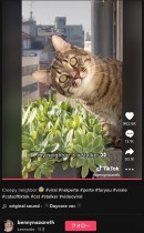 【海外発！Breaking News】「まるでストーカー」窓から身を乗り出して隣人を凝視する猫がSNSで大人気（伊）＜動画あり＞