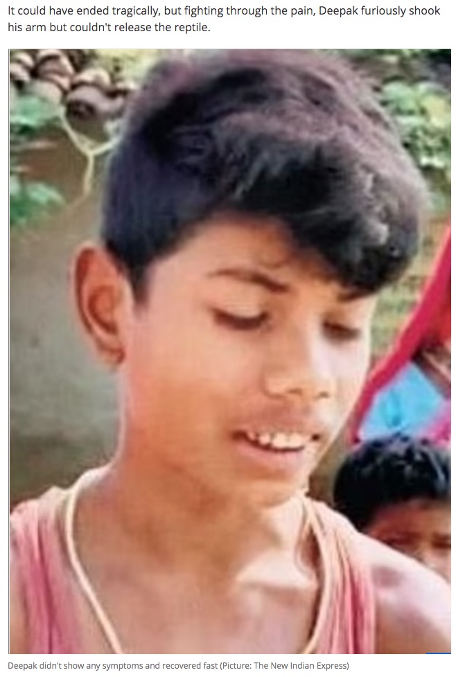 コブラを噛んだ少年（画像は『JOE.co.uk　2022年11月4日付「Cobra dies after being bitten by eight-year-old boy」（Picture: The New Indian Express）』のスクリーンショット）