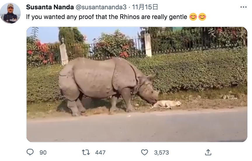 昼寝中の犬に忍び寄る野生のサイ（画像は『Susanta Nanda　2022年11月15日付Twitter「If you wanted any proof that the Rhinos are really gentle」』のスクリーンショット）