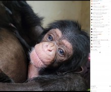 【海外発！Breaking News】帝王切開後赤ちゃんと初対面したチンパンジー、優しく抱きしめキスする姿が温かい（米）＜動画あり＞