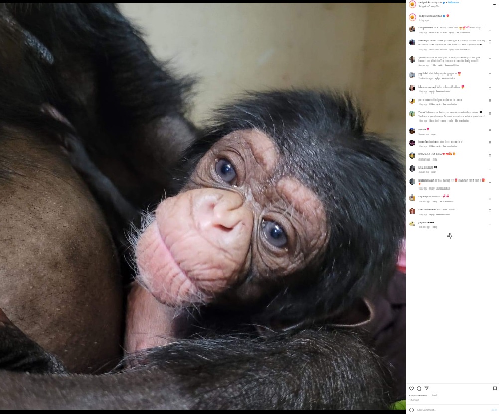 今月15日に誕生した赤ちゃん（画像は『Sedgwick County Zoo　2022年11月18日付Instagram』のスクリーンショット）