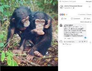 仲間に癒されるベックリー（画像は『Liberia Chimpanzee Rescue　2022年9月21日付Facebook「Another day closer to baby Beckley’s transition to the Little Bassa forest」』のスクリーンショット）