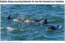 【海外発！Breaking News】波にさらわれて行方不明になった15歳少女、イルカの群れがその死を悼む（南ア）