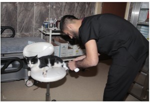 治療後は新しい飼い主まで見つかったダヴショ（画像は『Ensonhaber　2022年11月17日付「Bitlis’te kedi, kırık için devlet hastanesine gitti」（iHA）』のスクリーンショット）