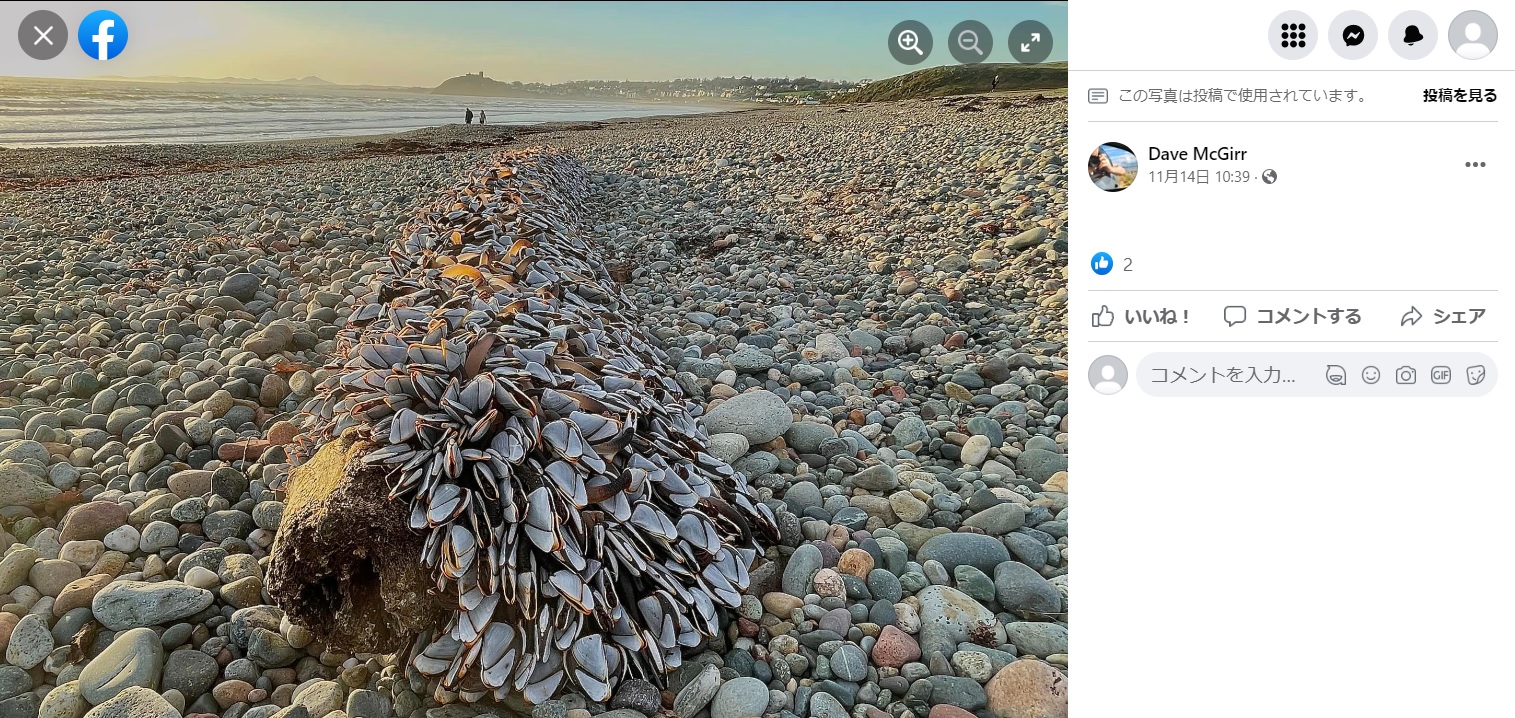 流木にぎっしりと付着したものの正体は？（画像は『Dave McGirr　2022年11月14日付Facebook「I don’t want to create a stampede but I noticed a large piece of driftwood on Criccieth Beach today with some very strange sea creatures」』のスクリーンショット）