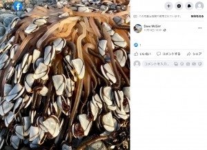 貝殻から無数に伸びる触手がまるでエイリアンのよう（画像は『Dave McGirr　2022年11月14日付Facebook「I don’t want to create a stampede but I noticed a large piece of driftwood on Criccieth Beach today with some very strange sea creatures」』のスクリーンショット）