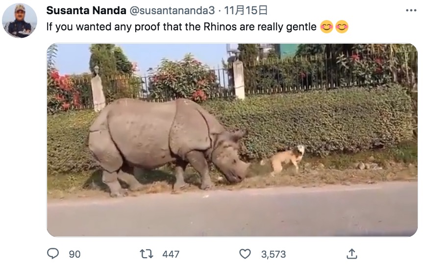 目覚めた瞬間、巨体のサイにパニックになる犬（画像は『Susanta Nanda　2022年11月15日付Twitter「If you wanted any proof that the Rhinos are really gentle」』のスクリーンショット）