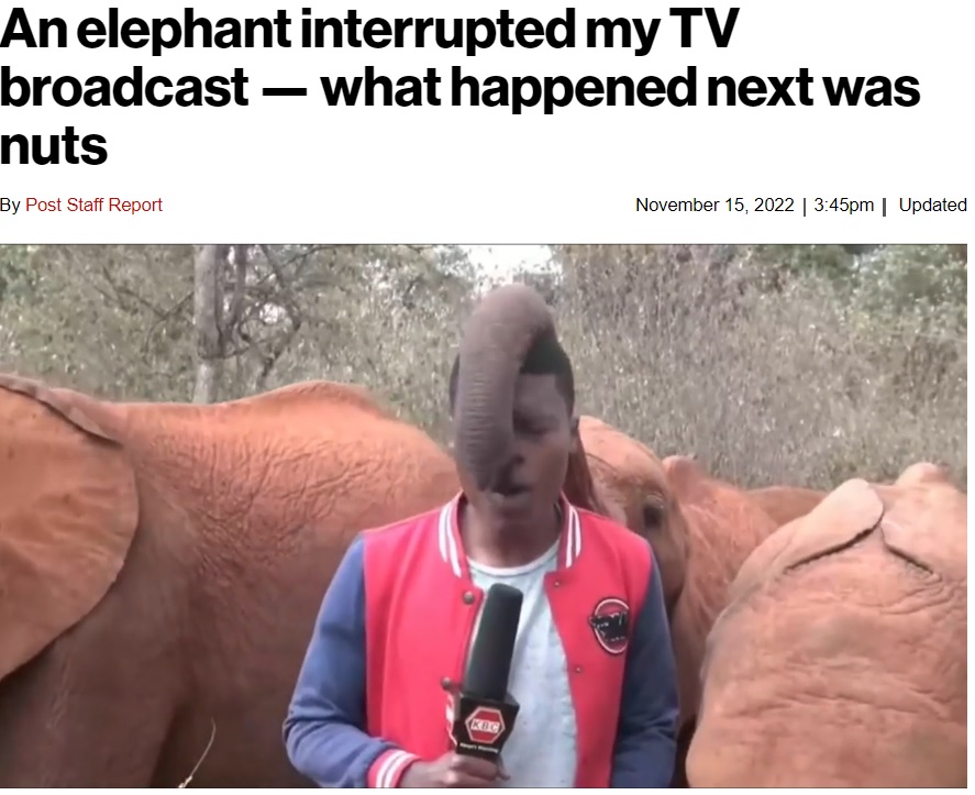 触り方は次第に大胆に（画像は『New York Post　2022年11月15日付「An elephant interrupted my TV broadcast ― what happened next was nuts」（Kenya Broadcasting Corporation）』のスクリーンショット）