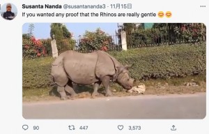 犬を鼻で優しく起こすサイ（画像は『Susanta Nanda　2022年11月15日付Twitter「If you wanted any proof that the Rhinos are really gentle」』のスクリーンショット）