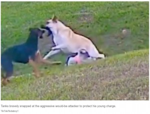 【海外発！Breaking News】近所の犬に飛び掛かられた6歳児　愛犬が身を挺して守る瞬間をカメラが捉える（米）＜動画あり＞
