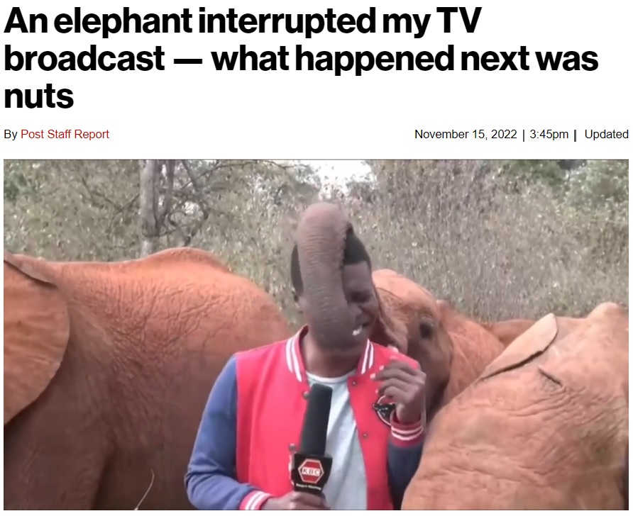 笑いをこらえ切れなくなってしまったアルヴィンさん（画像は『New York Post　2022年11月15日付「An elephant interrupted my TV broadcast ― what happened next was nuts」（Kenya Broadcasting Corporation）』のスクリーンショット）