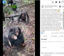 【海外発！Breaking News】孤児を迎えたチンパンジーの仲間、手を広げ次々とハグやキス！（リベリア）＜動画あり＞