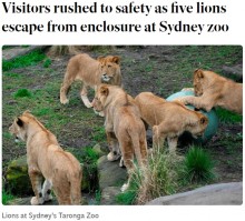 【海外発！Breaking News】動物園でライオン5頭が脱走、宿泊体験プログラムの参加者が恐怖を味わう（豪）＜動画あり＞