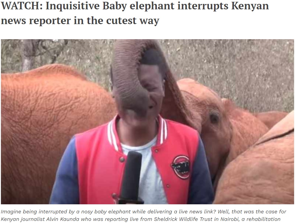 ゾウにいたずらされるジャーナリスト（画像は『IOL News　2022年11月18日付「WATCH: Inquisitive Baby elephant interrupts Kenyan news reporter in the cutest way（Youtube）」』のスクリーンショット）