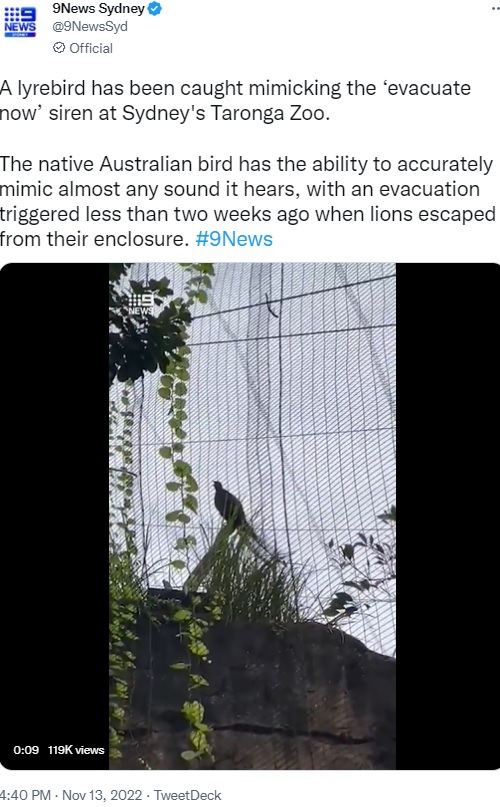緊急放送とサイレンを完コピするコトドリ（画像は『9News Sydney　2022年11月13日付Twitter「A lyrebird has been caught mimicking the ‘evacuate now’ siren at Sydney's Taronga Zoo.」』のスクリーンショット）