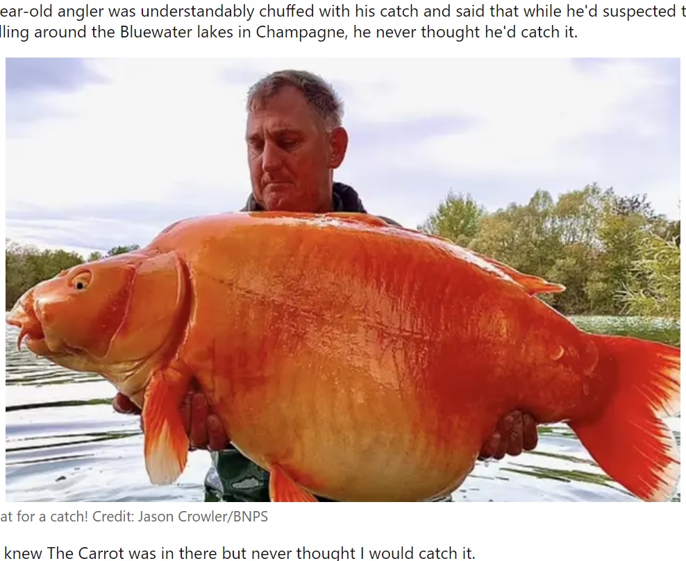 金魚のように鮮やかなオレンジ色の鯉（画像は『LADbible　2022年11月21日付「British angler catches one of the world’s biggest goldfish」（Credit: Jason Crowler/BNPS）』のスクリーンショット）
